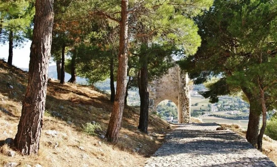 Chemin bordé de pins en Provence